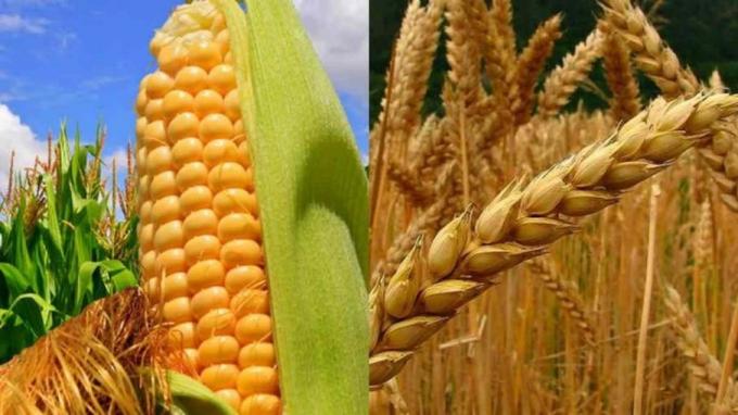 El Gobierno unifica los fideicomisos para controlar el precio de la harina y evitar más aumentos en el pan