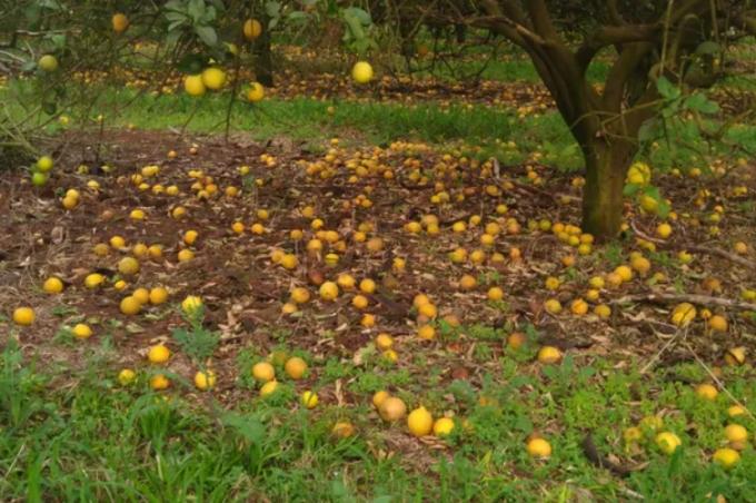  Abandonó 80 hectáreas de limón porque no consigue trabajadores para la cosecha