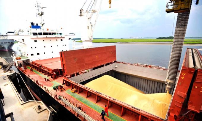 Récord: la cadena del maíz aportará este año US$20.397 millones