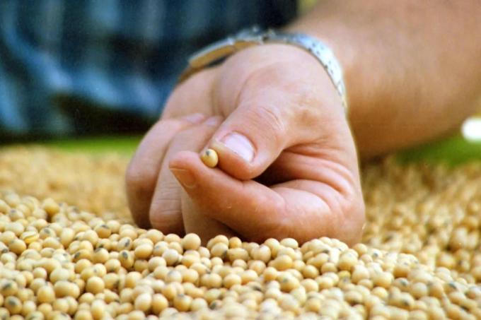 Calculan en US$43.500 millones una oportunidad perdida para la soja argentina