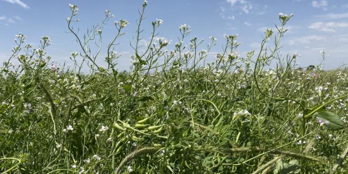 En el día de la conservación del suelo, Aapresid advirtió que los campos argentinos “fueron perdiendo su salud y esplendor originales”
