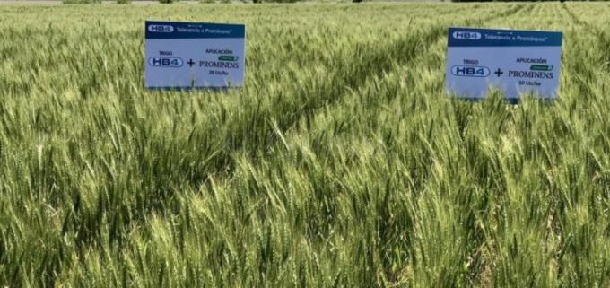 Un juez marplatense prohibió la siembra de trigo HB4 en Buenos Aires