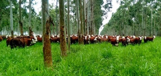 La agricultura como parte de la solución al cambio climático