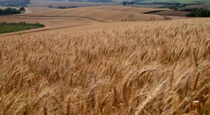 Con el impulso de los precios altos, Brasil prevé reducir su dependencia del trigo argentino