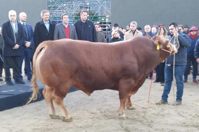 Nicanor, un toro de una raza francesa, fue el primer animal en llegar a la Exposición Rural de Palermo