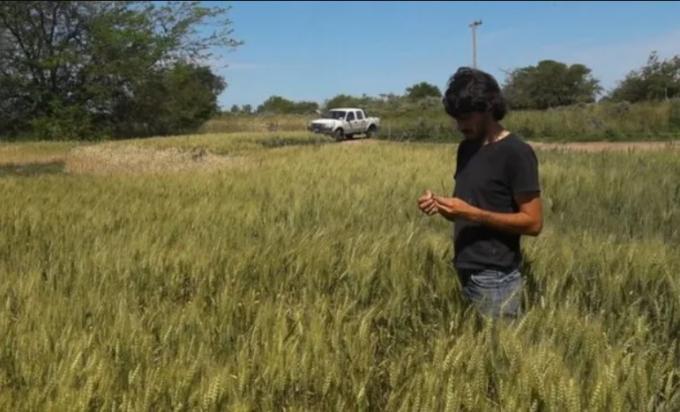 Trigo: las lluvias mejoraron la situación en Bueno Aires, pero se espera una menor fertilización