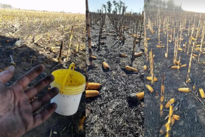 Estaba a punto de cosechar y le quemaron parte del campo: la pérdida es millonaria