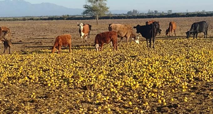 Sus vacas comen miles de kilos de limones que desechan otros productores