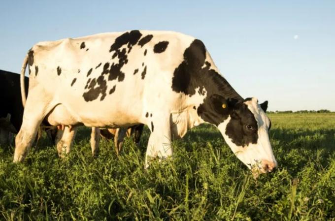Producción lechera: tips para generar un precio más competitivo