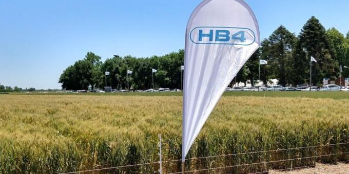 Ingenuos ambientalistas lanzan un boicot para detener el avance del trigo HB4, desconociendo que es falso que esa variedad pueda sembrarse libremente