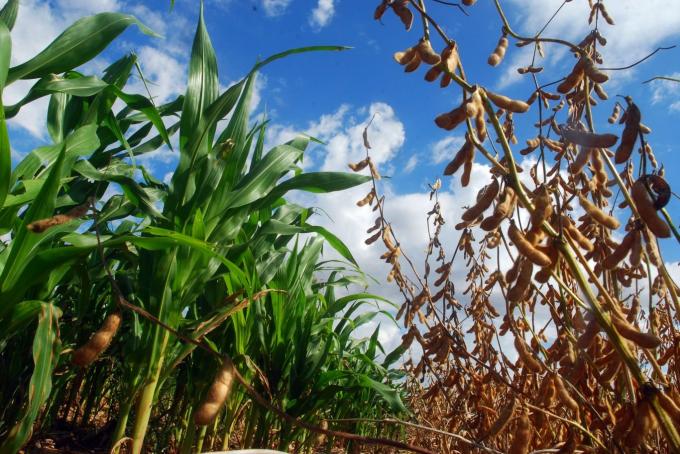 Argentina proyecta aumentar el área de soja y reducir la de maíz