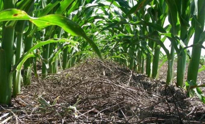 Maíz. Proyectan que se sembrarán 200.000 hectáreas menos
