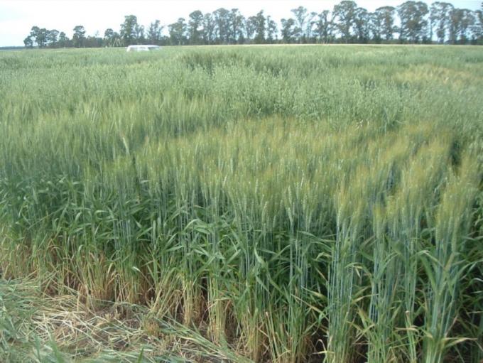 Bajan un 10% los cuadros regulares y malos de trigo