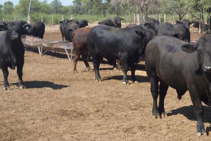Genética: por qué restringen la importación de semen bovino