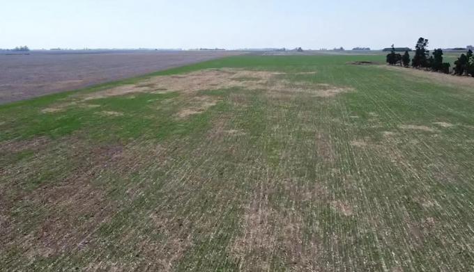 Fallaron las lluvias en la zona agrícola núcleo y se agrava la sequía