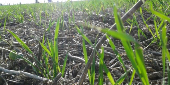 Por trabas a la importación, está faltando un fungicida clave y aseguran que están en riesgo los rendimientos del trigo y la cebada
