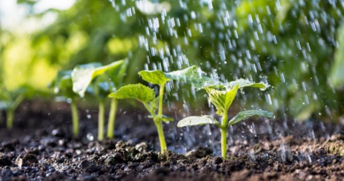 Cultivos bien nutridos para lograr alimentos más saludables