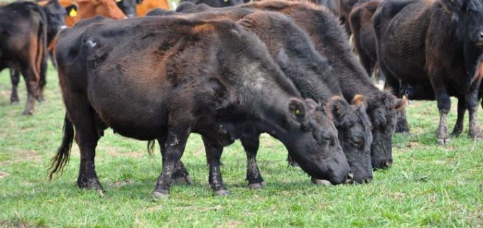Cómo alcanzar más kilos de carne en la Cuenca del Salado