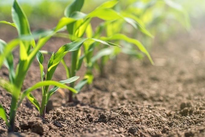 Avanza la siembra de girasol y maíz en Entre Ríos