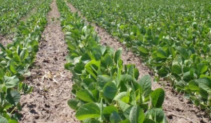 Campaña 22/23: los precios más bajos y el factor clima marcan el peso de las decisiones