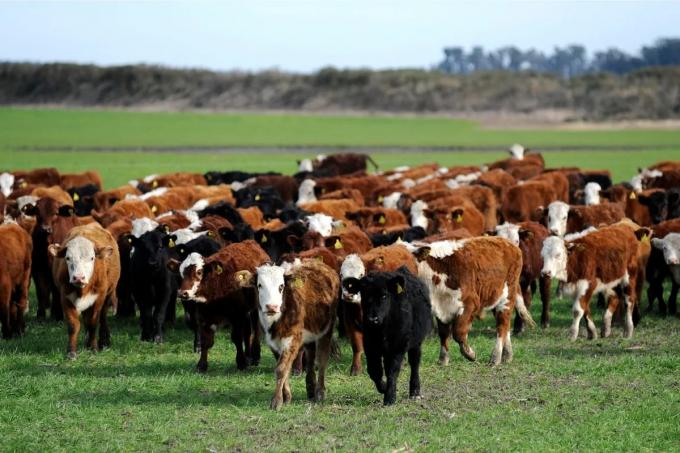 En los primeros ocho meses del año creció 4,49% la oferta de carne