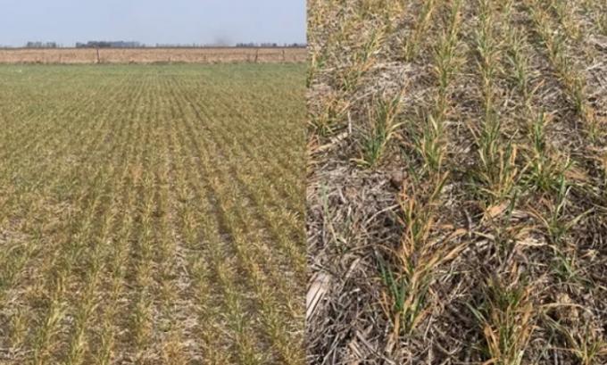 Las heladas y la sequía dañan al trigo y reducen los rendimientos a la mitad en la zona núcleo