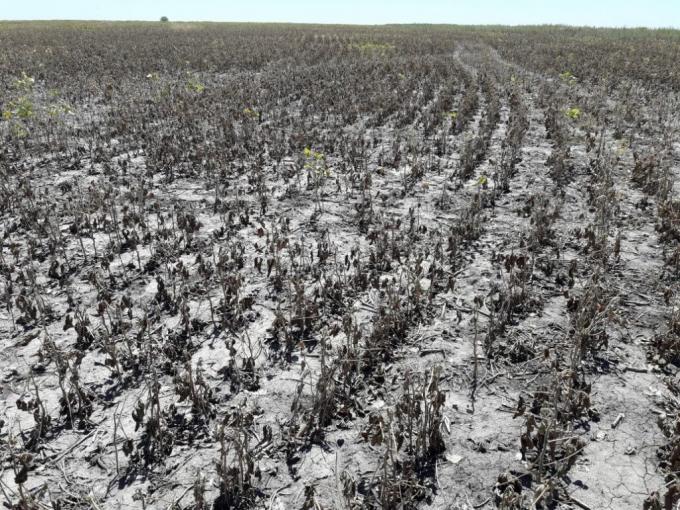 El área bajo sequía aumentó en 10 millones de hectáreas durante agosto