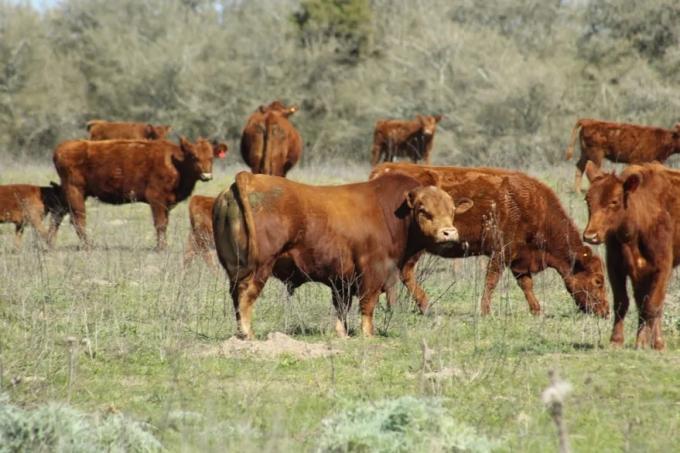 Creció el stock ganadero en 650.000 cabezas y un experto pidió liberar las exportaciones