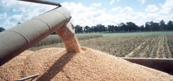 Argentina tendría el mayor volumen histórico en maíz almacenado