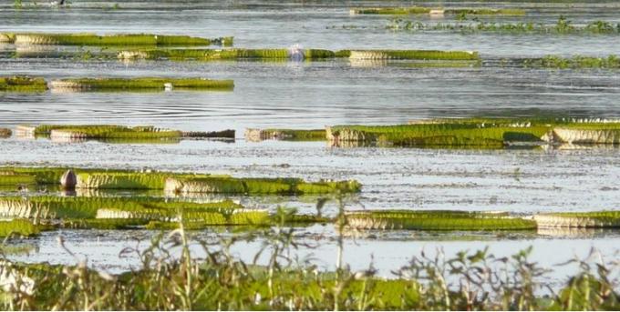Contaminación normativa: CRA y FAA recordaron que ya existe legislación diseñada para proteger a los humedales