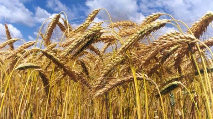 En Entre Ríos para el trigo se estima una caída de 200 kg/ha en el rinde potencial