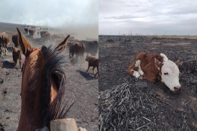 Sufrió la quema de 2100 hectáreas y cree que fue por un incendio intencional