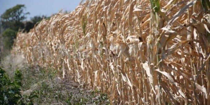 Santa Fe debate una nueva ley de emergencia agropecuaria que alcanza a los arrendatarios