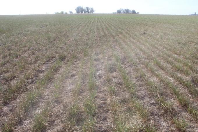 Estamos sin rebrotes en el 100% de los lotes”: preocupa la falta de pasto en el oeste bonaerense