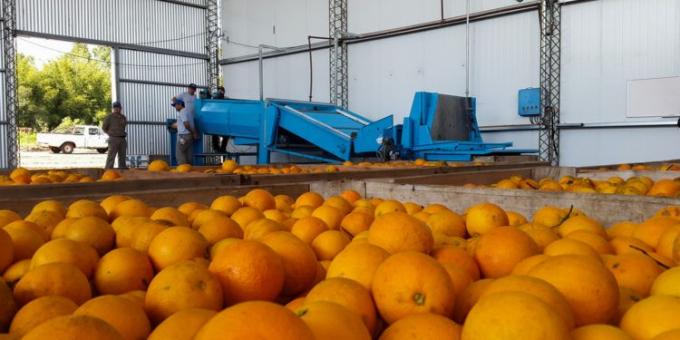 Destinarán 1.000 millones de pesos en aportes no reintegrables para las cooperativas agropecuarias