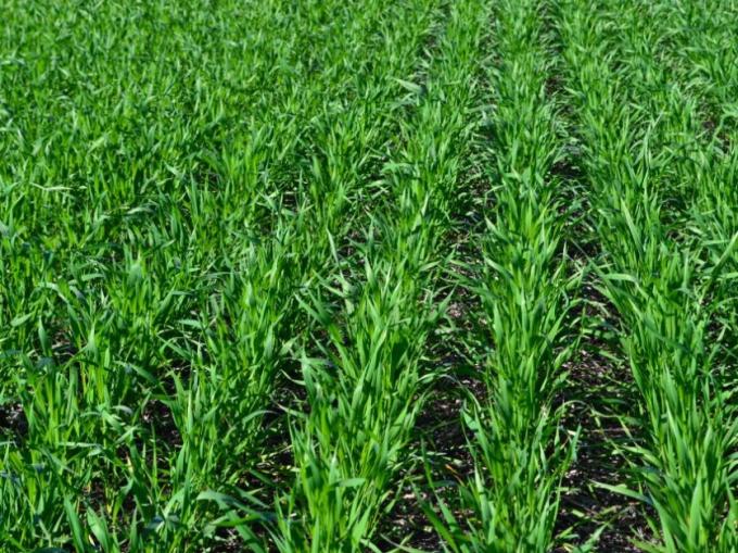Las condiciones climáticas del período afectaron nuevamente a los trigales