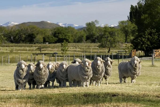 El Gobierno suma otro reclamo: le piden un “dólar lana”