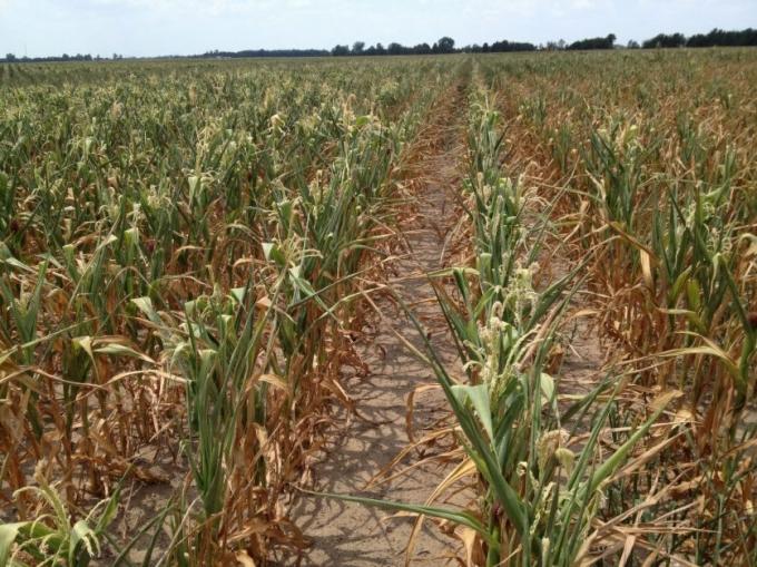 Santa Fe: finalizó la siembra de maíz en el centro y norte con menor superficie a la estimada