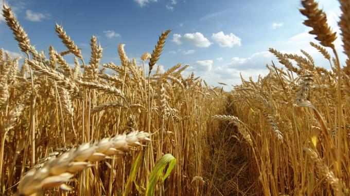  El USDA recortó la previsión de cosecha de trigo en Argentina a 17,5 millones