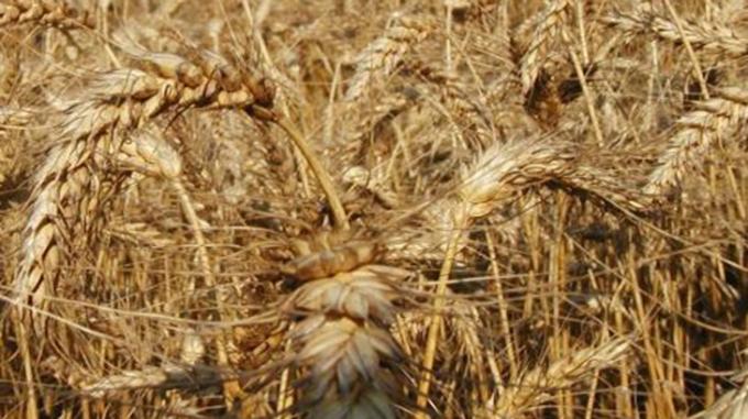  Región Núcleo: por heladas recortan entre el 20 y 50% del rinde que se estimaba 7 días atrás