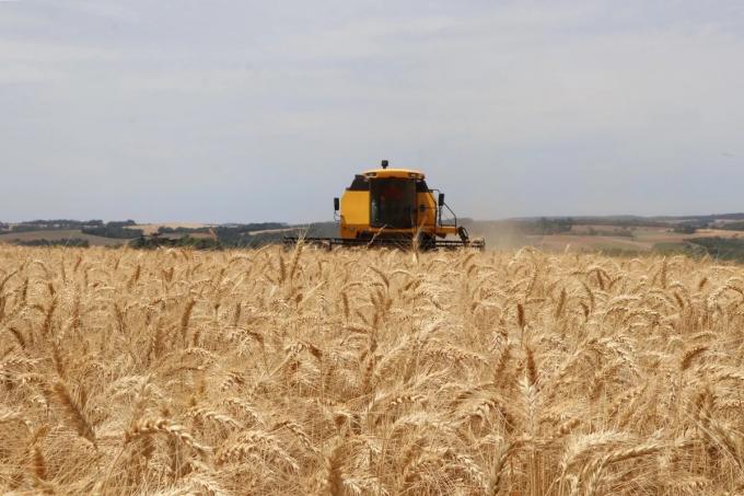 La coyuntura triguera local desafía el empalme de cosechas