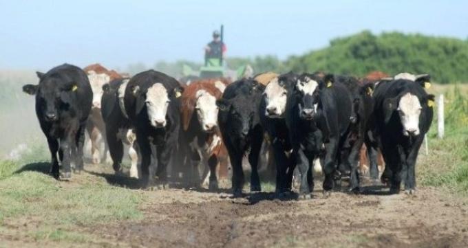  La sequía provocó que en los últimos meses aumentara la faena