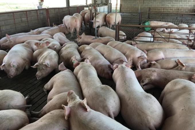 Por la liquidez que dio el dólar soja hay menos venta de maíz y afecta a feedlots avícolas y porcinos