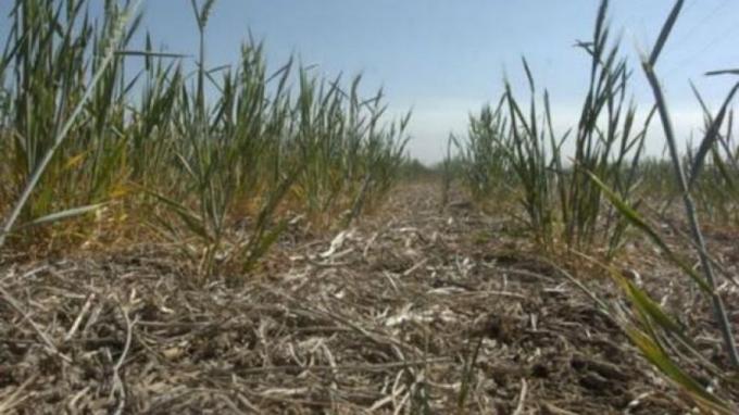 En todo el país hay más de 141 millones de hectáreas con sequía y está afectado el 30% del trigo