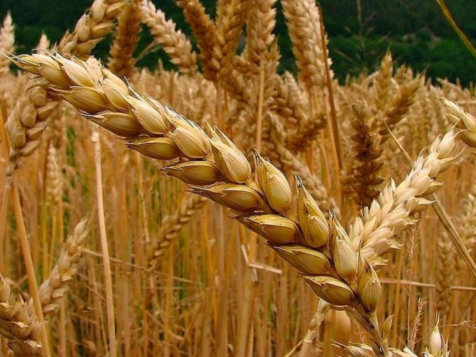 Aseguran que la sequía no impedirá abastecer el mercado interno de trigo