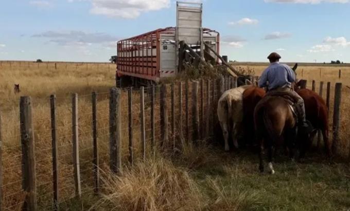 Los ganaderos temen que el troceo obligatorio impacte sobre el precio de la hacienda. Vamos a ser la variable de ajuste.