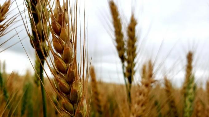 Entre Ríos el impacto del clima en el posible resultado económico del Trigo