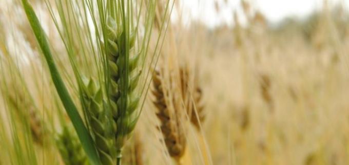La proyección de cosecha de cebada también fue recortada