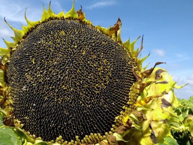 Incertidumbre productiva y caída de precios de girasol para la campaña  2022/23 - Sociedad Rural de Rosario