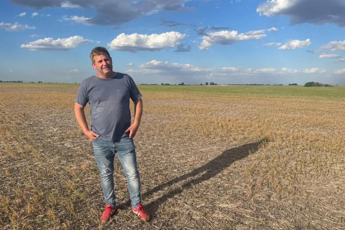 Sembró 1500 hectáreas de la legumbre favorita de los argentinos y solo cosechará 300